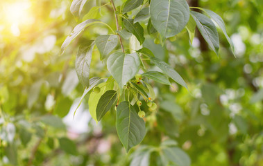 Branch of a tree with green leaves and berries. Apple tree