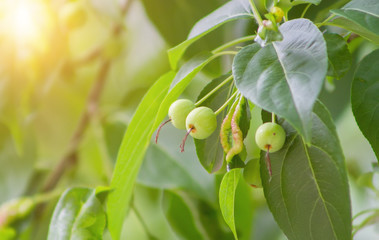 Fototapeta premium Branch of a tree with green leaves and berries. Apple tree