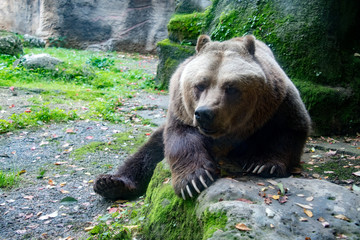 Obraz na płótnie Canvas bear brown grizzly in the forest background