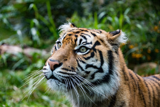 sumatra tiger portrait close up while looking at you