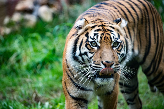 sumatra tiger portrait close up while looking at you