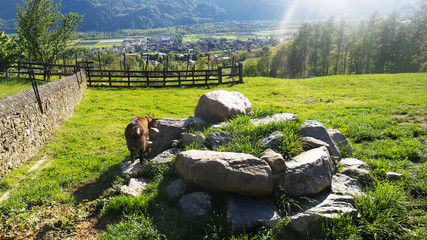 Fototapete bei efototapeten.de bestellen   