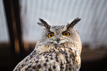 Portrait of an eagle owl at the zoo
