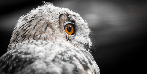 Portrait of an eagle owl at the zoo
