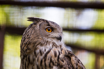 Portrait of an eagle owl at the zoo