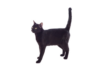 Black cat with yellow eyes