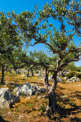 Big and old ancient olive tree in the olive garden in Mediterranean
