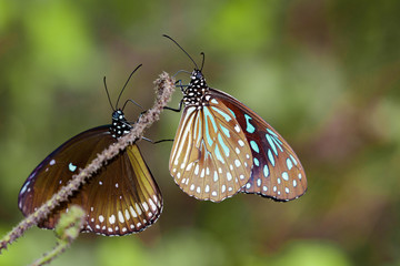 Image of a butterfly (The Pale Blue Tiger) on nature background. Insect Animal