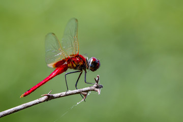 Image of a dragonfly (Macrodiplax cora) on nature background. Insect Animal