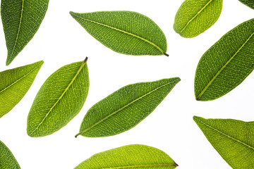 Green leaf isolated background