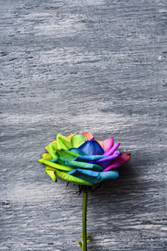 Rainbow Rose