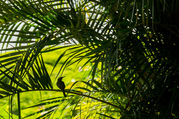 Obraz na płótnie Canvas Tropical bird in the green tree