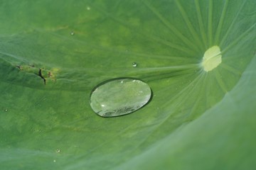 Drops on lotus leaf