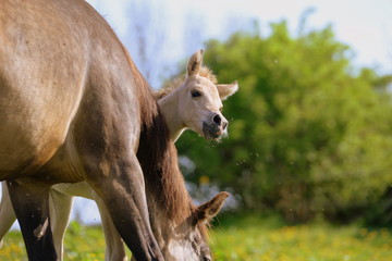 hide and seek, cute palomino foal hiding behind it´s mother