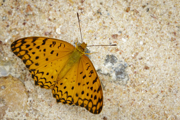 Image of The Common Leopard Butterfly (Phalanta phalantha) on nature background. Insect Animal