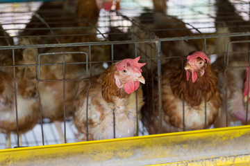 Chicken farm, chicken breeder and production of Chicken for eggs