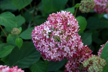 三室戸寺の紫陽花