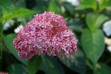 三室戸寺の紫陽花