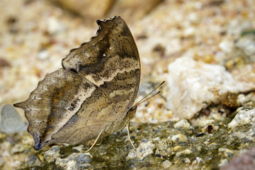 Image of a butterfly on nature background. Insect Animal (Lurcher.,Yoma sabina vasuki Doherty