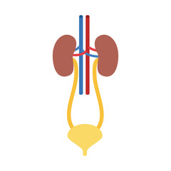 colorful silhouette renal system with urethra vector illustration