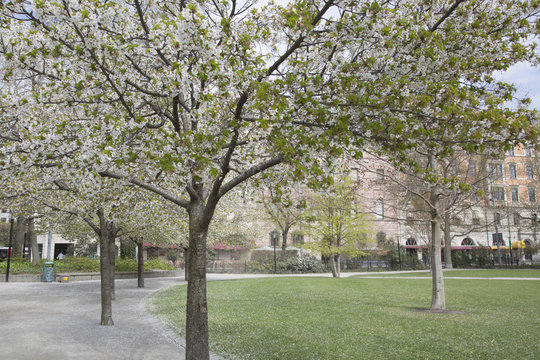 Blossom in Tree, Berzelii Park, Stockholm