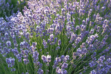 Obraz premium Lavender closup.