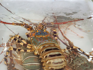 Fresh Lobsters in Phuket Fresh Market. Thailand