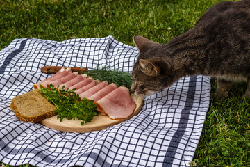 Cat sniffing ham on a wooden plate on a tablecloth on the grass