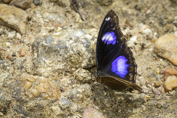Image of Male Danaid Eggfly Butterfly on nature background. Insect Animal