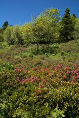Massif de rhododendrons en Chartreuse