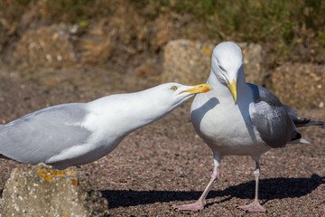 Courting couple. Social behaviour, ethology, in animals. Seagull birds interacting.