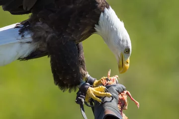 Garden poster Eagle Falconry. American bald eagle on a falconer's glove at bird of prey display.
