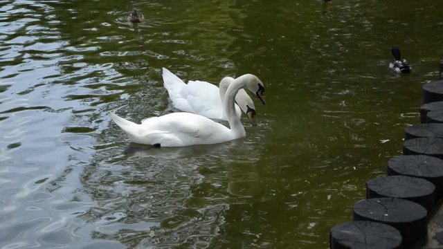 Two white swans swim in a forest lake. Idyll.