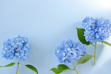 Beautiful blue hydrangea あじさい