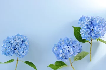 Zelfklevend Fotobehang Hydrangea Beautiful blue hydrangea あじさい