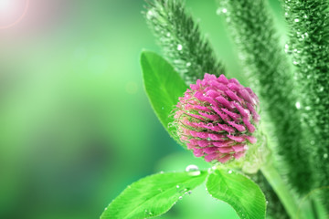 The clover flower in rain drops. Macro