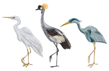 Foto op Aluminium Reiger Reiger vogels instellen. moeras fauna. Geïsoleerde elementen. Vintage handgetekende vectorillustratie in aquarelstijl