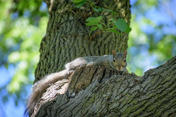 Squirrel in tree