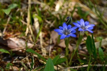 This type of gentian flowers bloom in early spring in Japan.
