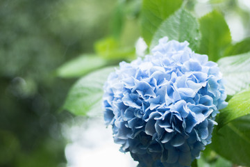 鎌倉のアジサイ