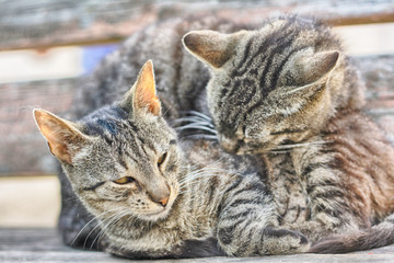 two cats