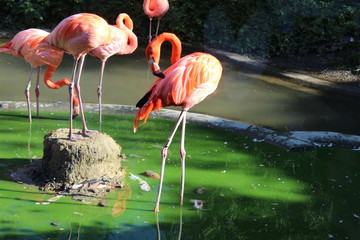 Tiergarten Schönbrunn - Vienna - Austria