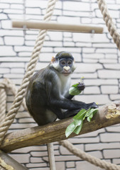 Monkey eats green leaves
