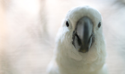 Portrait of a white parrot