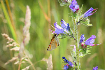Schmetterling auf Natternkopf , Natur, Schmetterlinge 