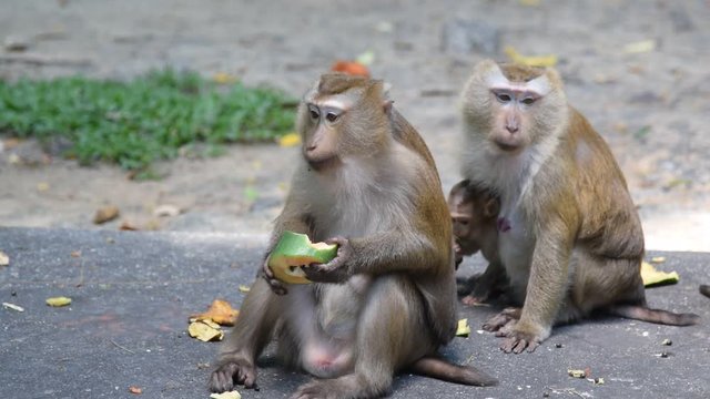 Monkey eating fruit in park