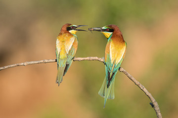 European Bee-eater