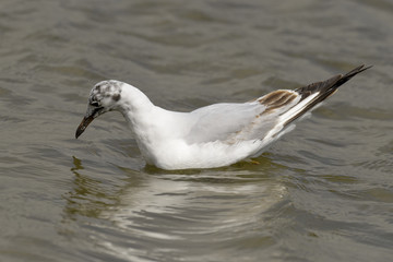 Mouette rieuse, plumage d'hiver, Chroicocephalus ridibundus, Black headed Gull