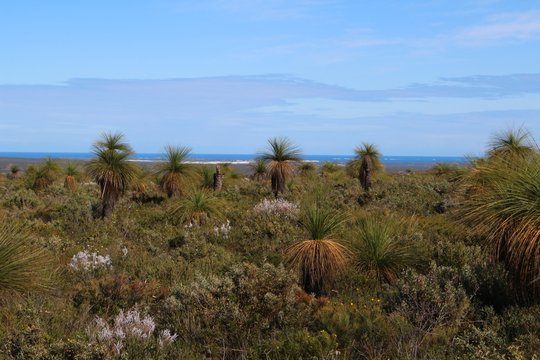 View Towards The Indian Ocean Across Western Australian Landscape With Grasstrees