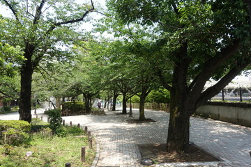 ６月の公園散歩